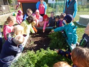 Sklízíme úrodu na zahrádce